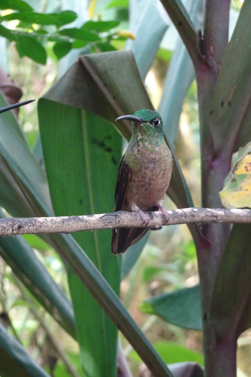 Fawn-breasted Brilliant - ML623853401