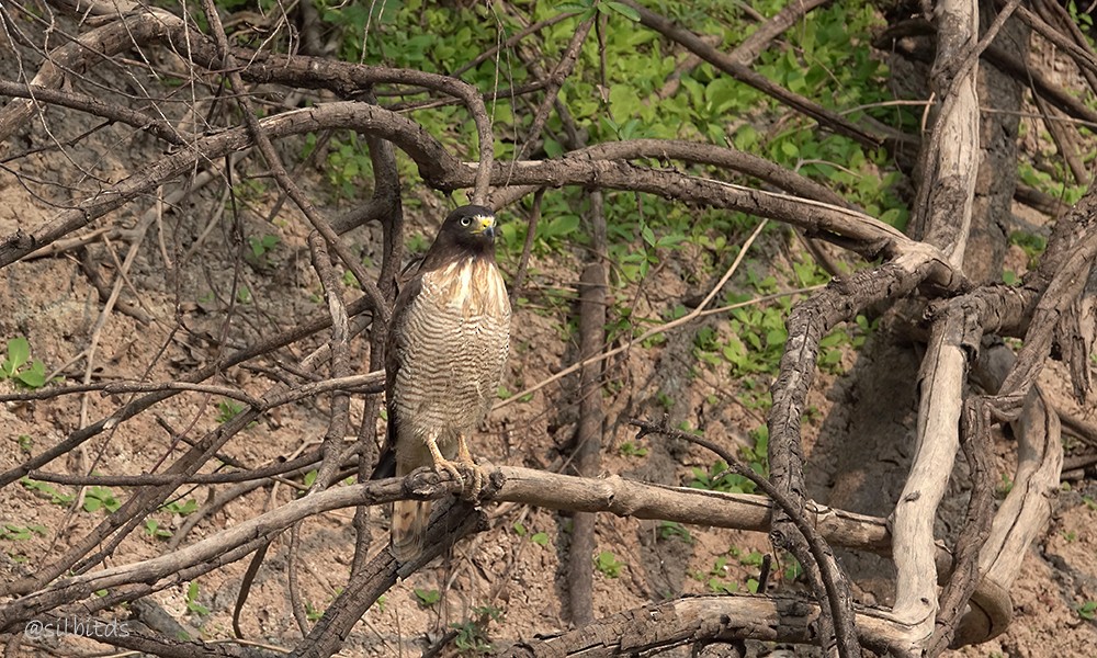 Roadside Hawk - ML623853411