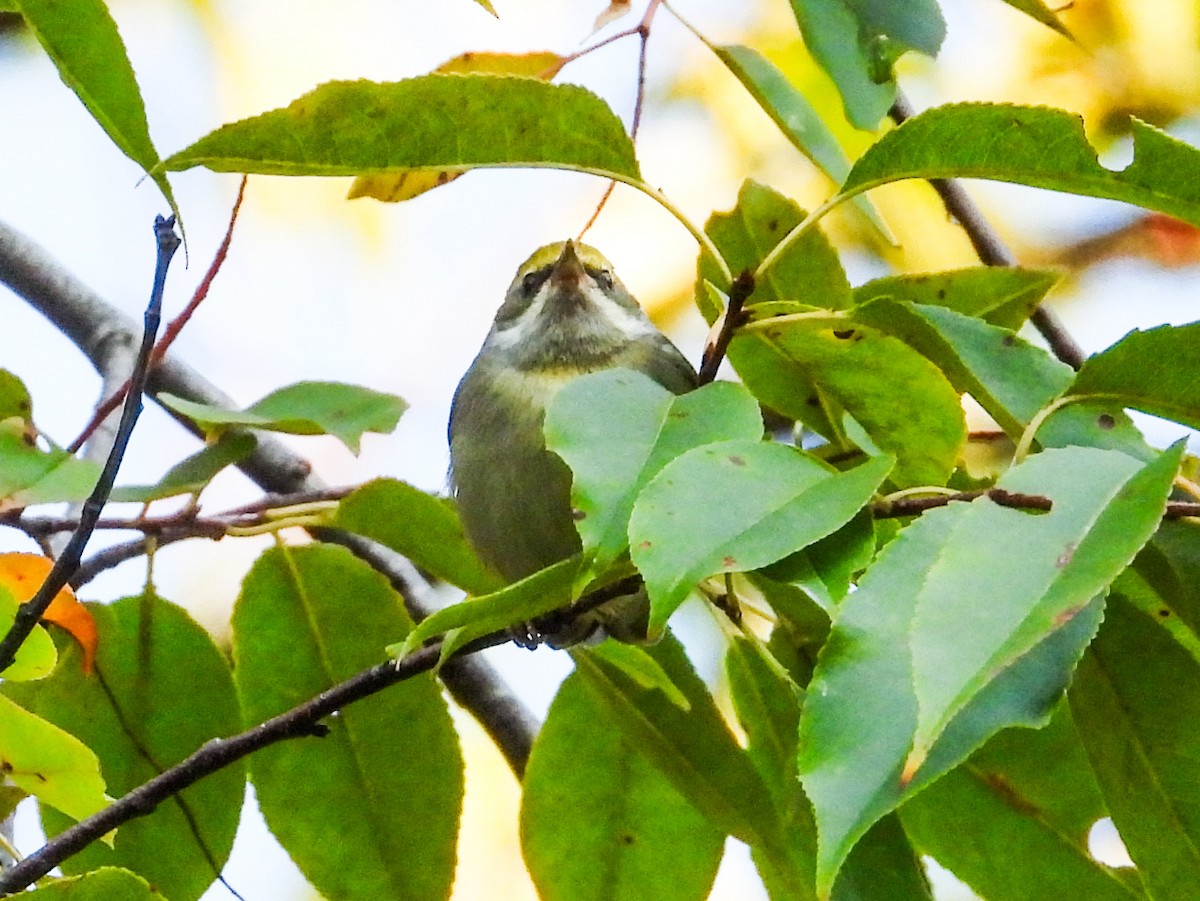 Golden-winged Warbler - ML623853483