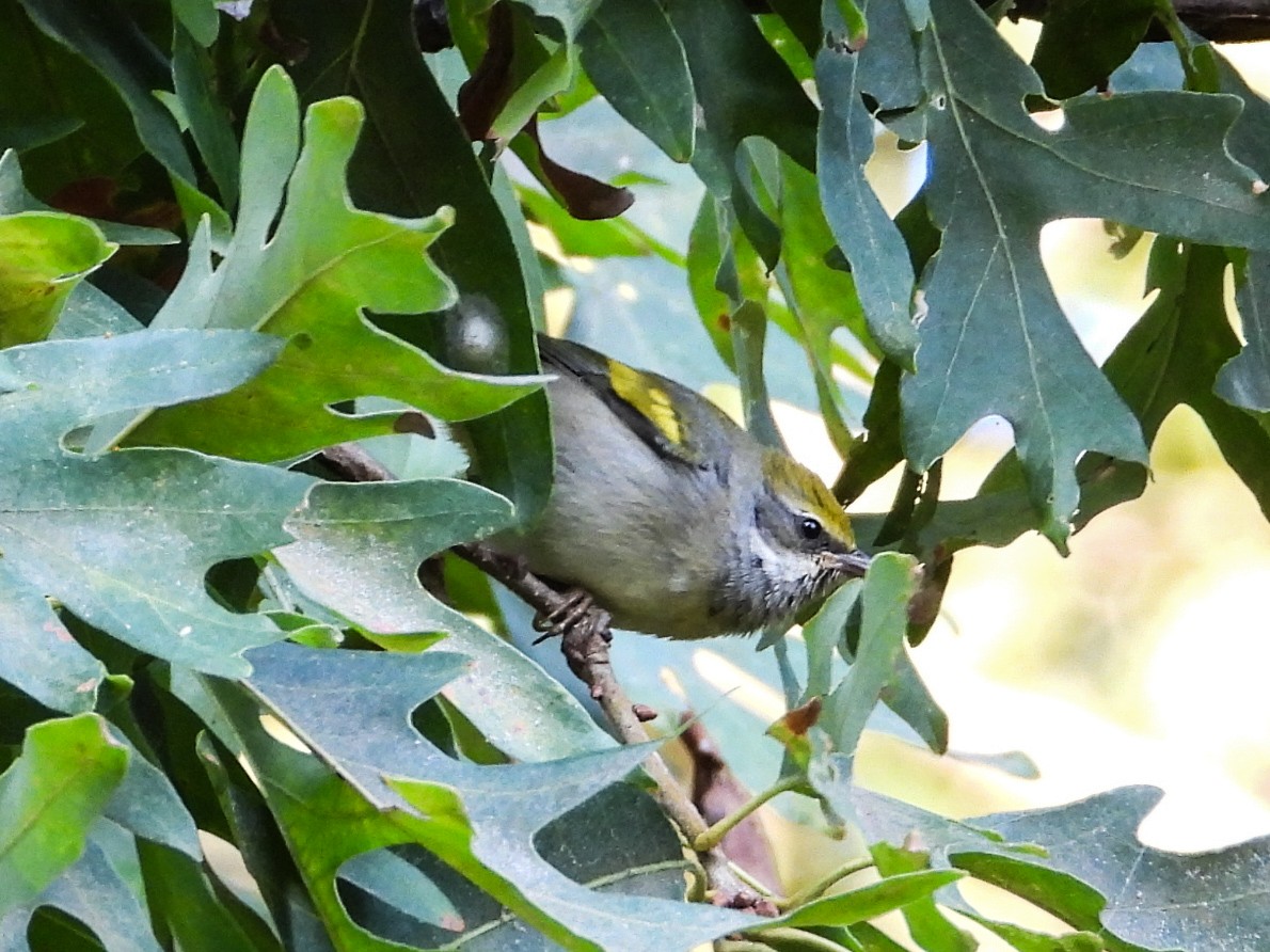 Golden-winged Warbler - ML623853484