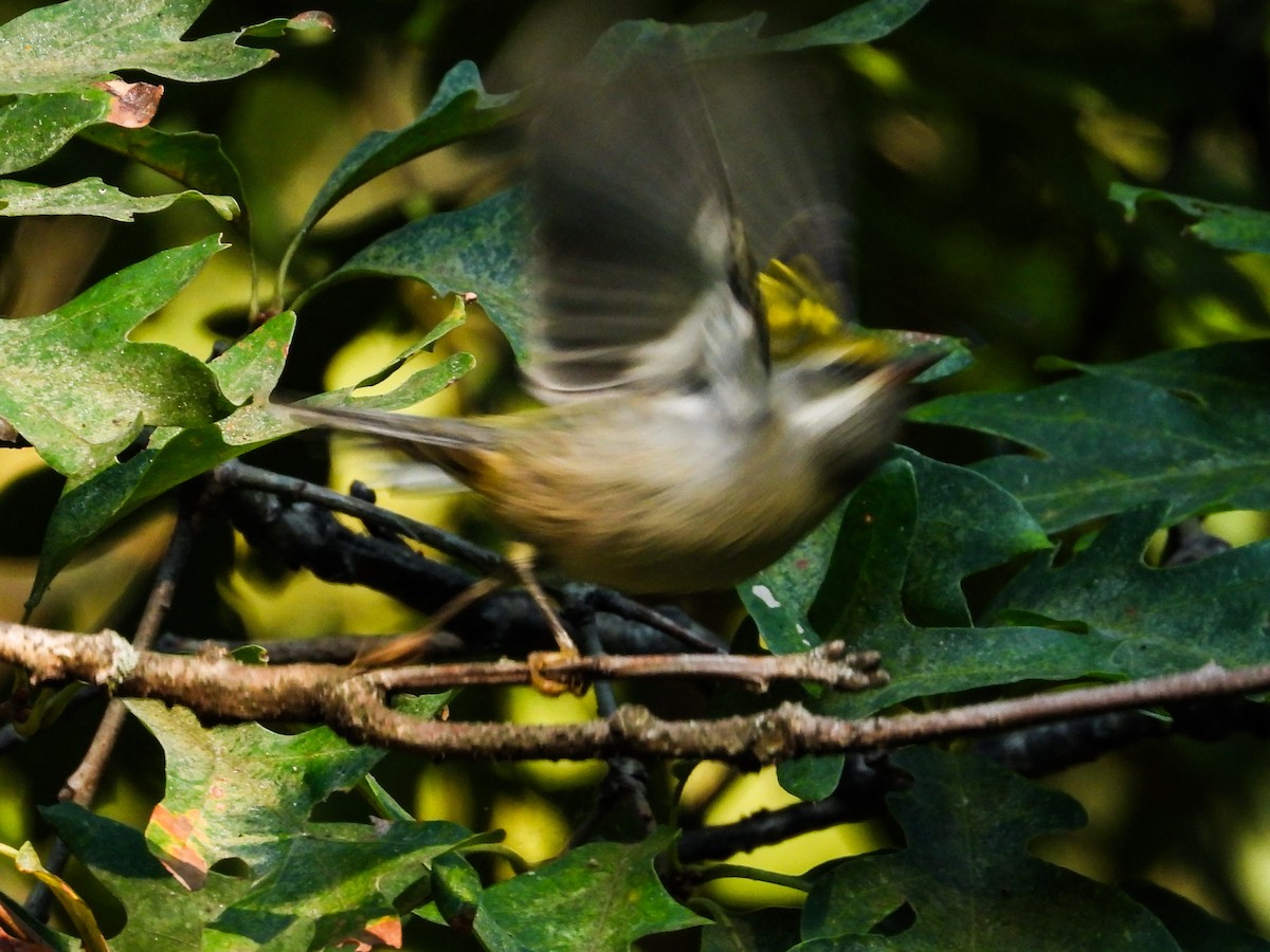 Golden-winged Warbler - ML623853485