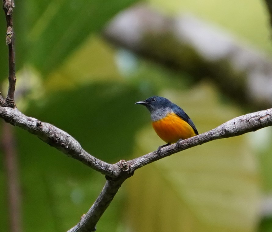 Orange-bellied Flowerpecker - ML623853503