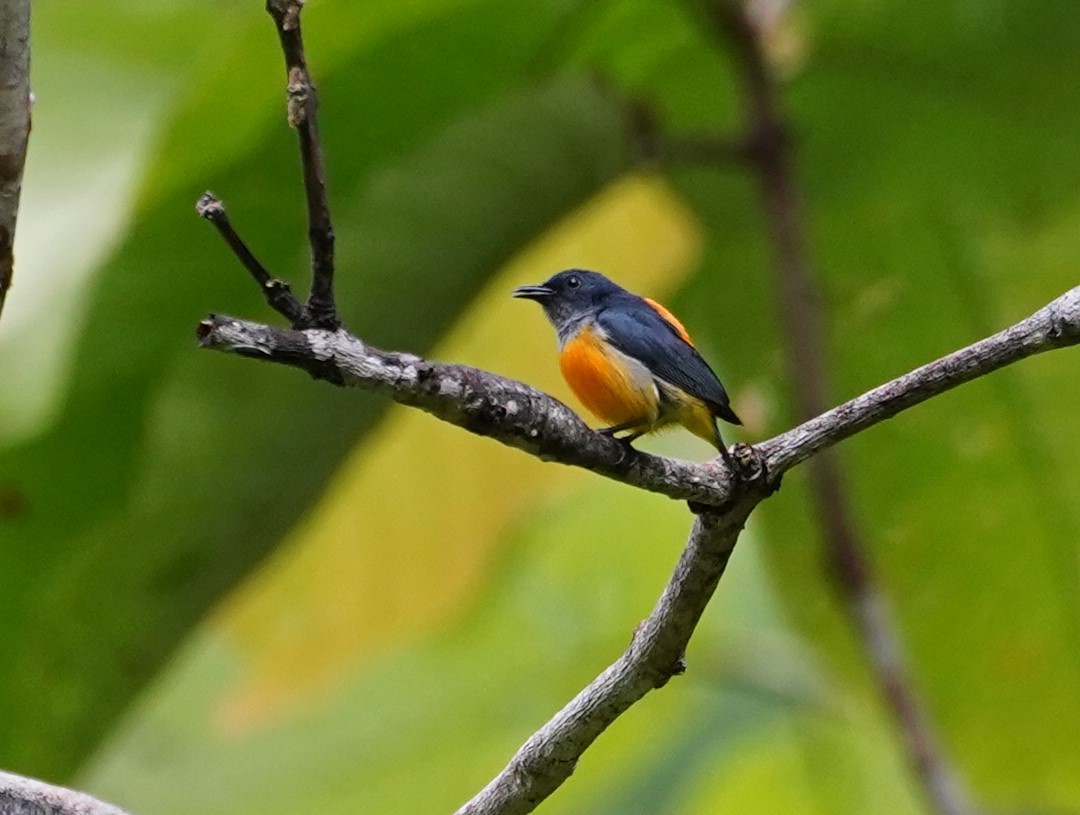 Orange-bellied Flowerpecker - ML623853504