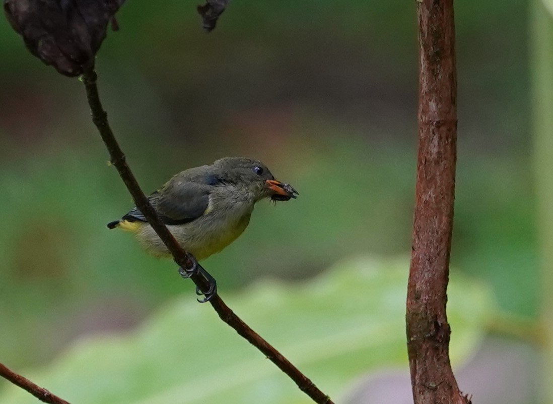 Orange-bellied Flowerpecker - ML623853505