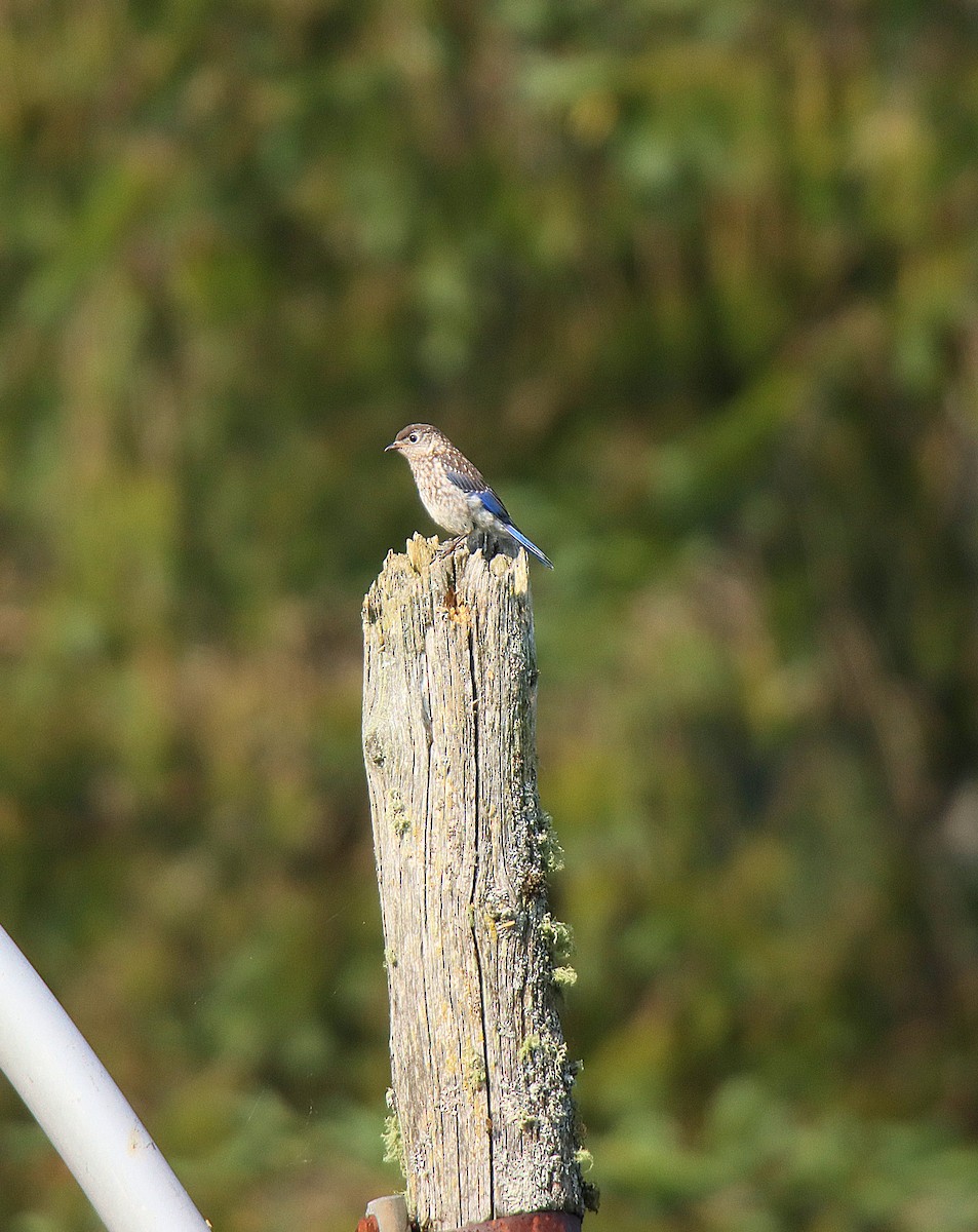 østblåfugl - ML623853520