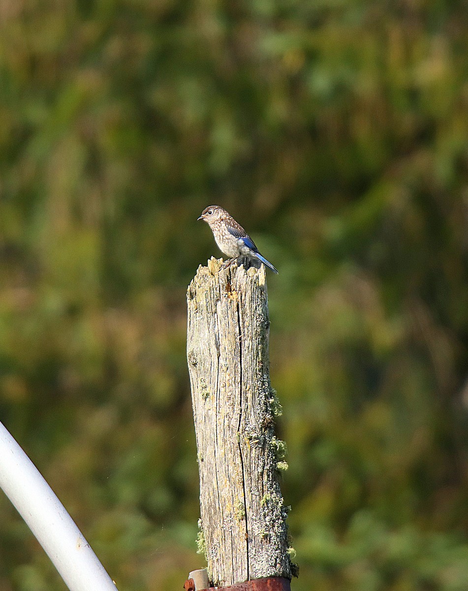 østblåfugl - ML623853521