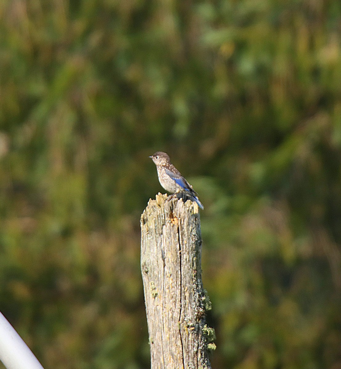 østblåfugl - ML623853522