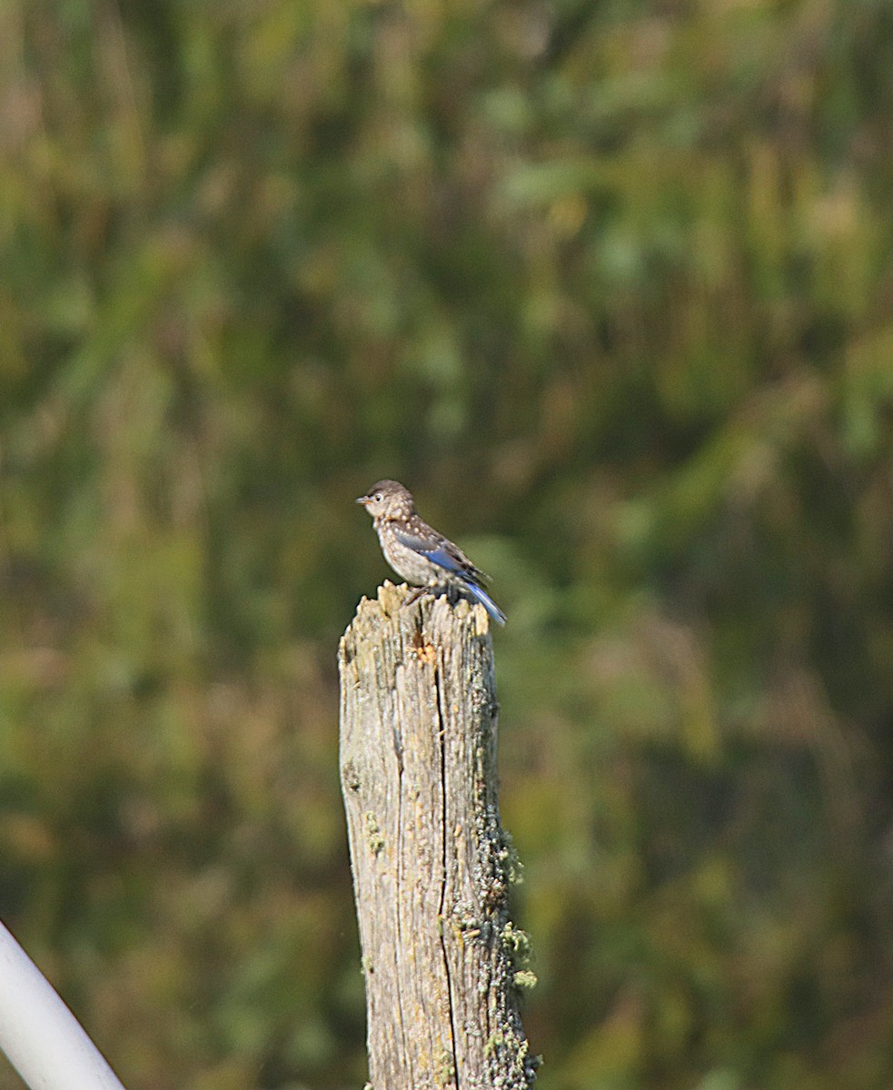 østblåfugl - ML623853523