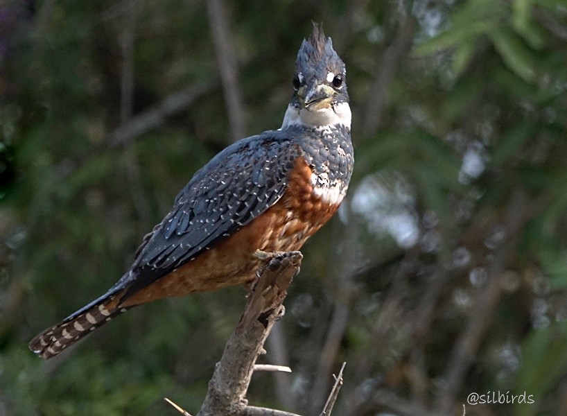 Ringed Kingfisher - ML623853536