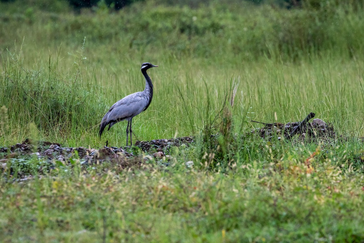 簑羽鶴 - ML623853552