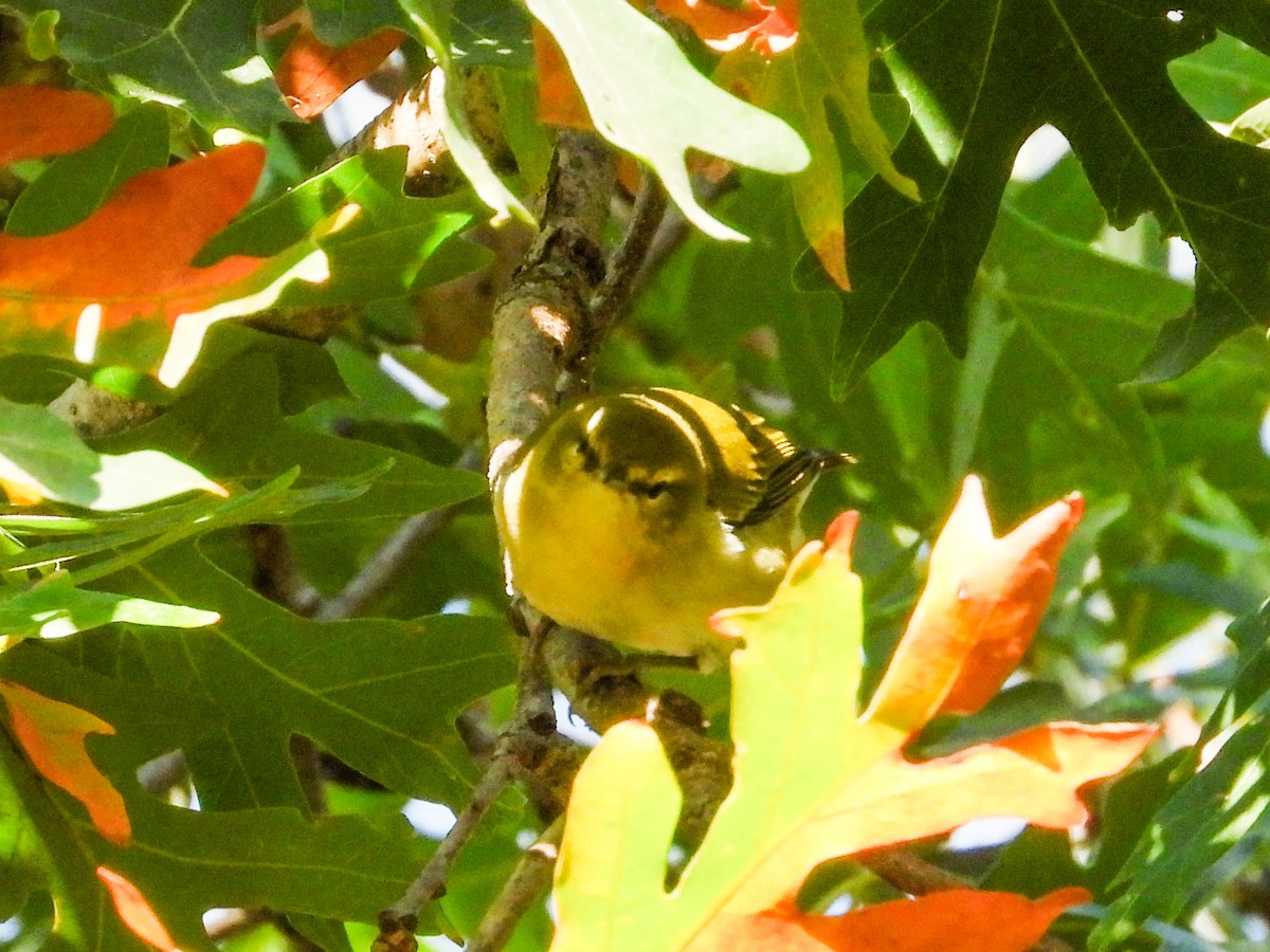 Tennessee Warbler - ML623853566