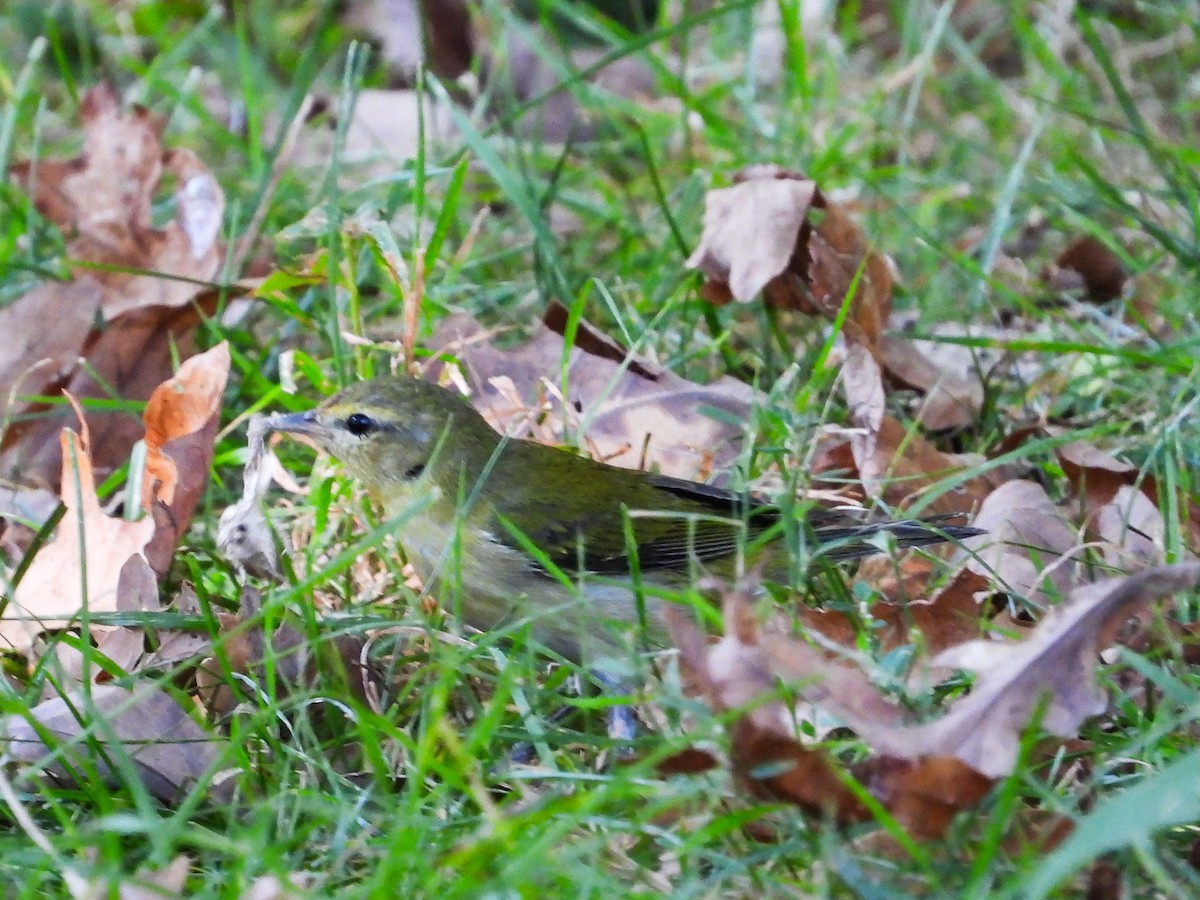 Tennessee Warbler - ML623853567