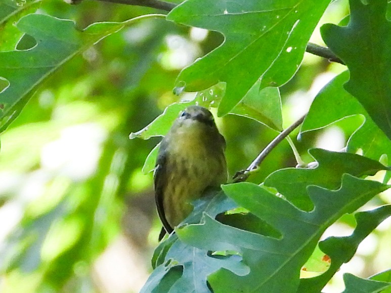 Cape May Warbler - ML623853570