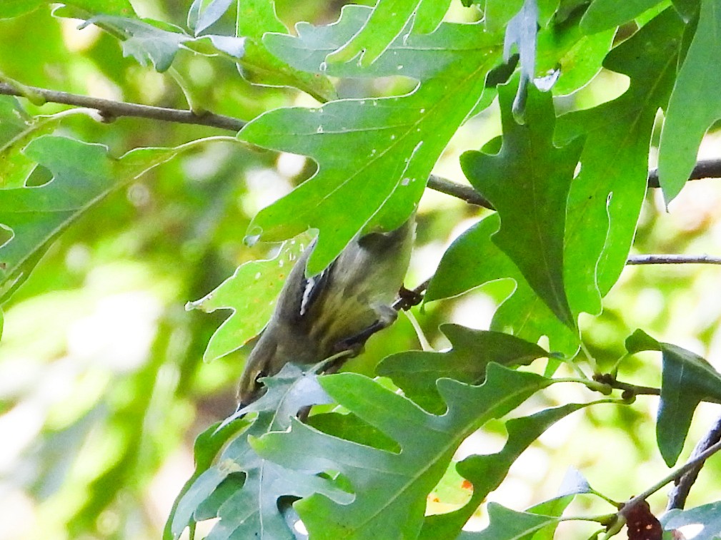 Cape May Warbler - ML623853571