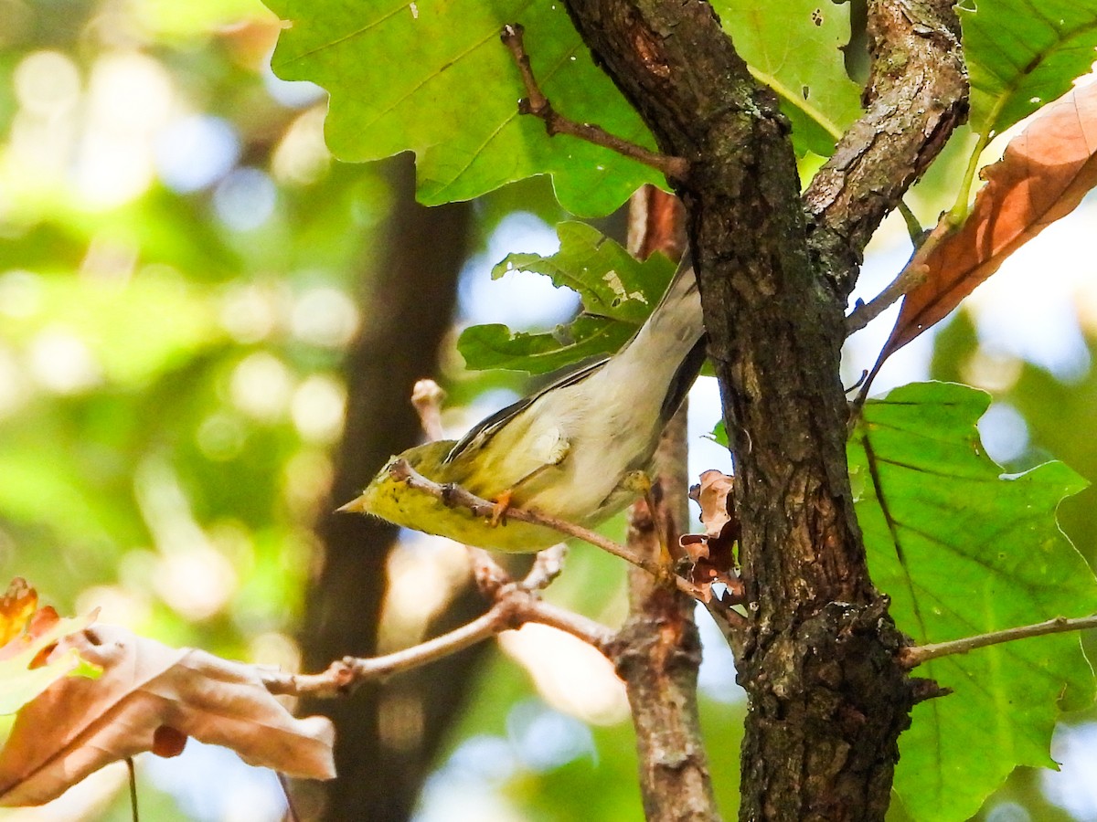 Bay-breasted Warbler - ML623853604