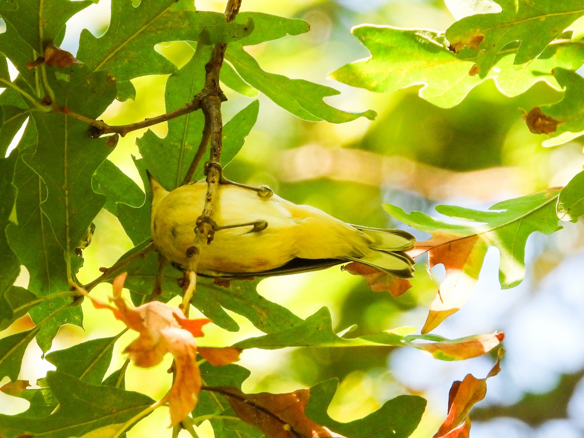 Bay-breasted Warbler - ML623853605