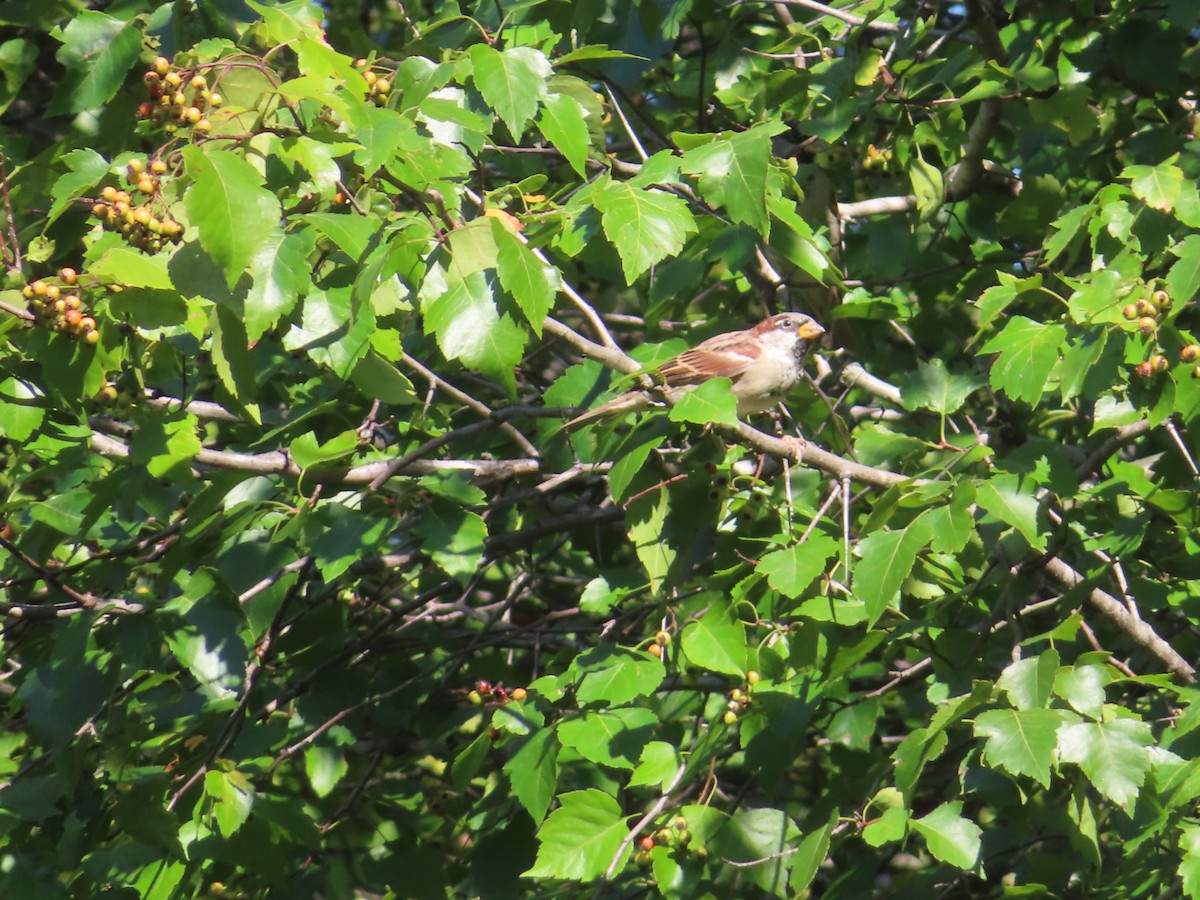 House Sparrow - Michael Stoner