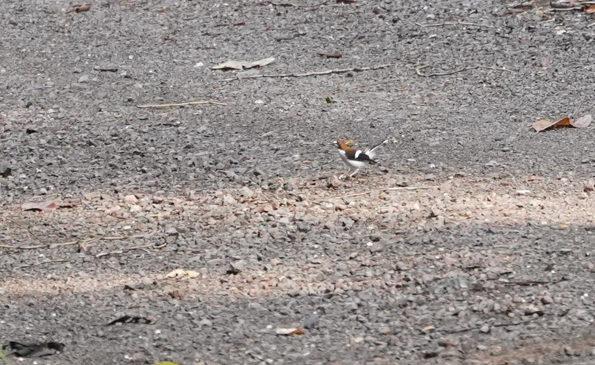 Chestnut-naped Forktail - ML623853631