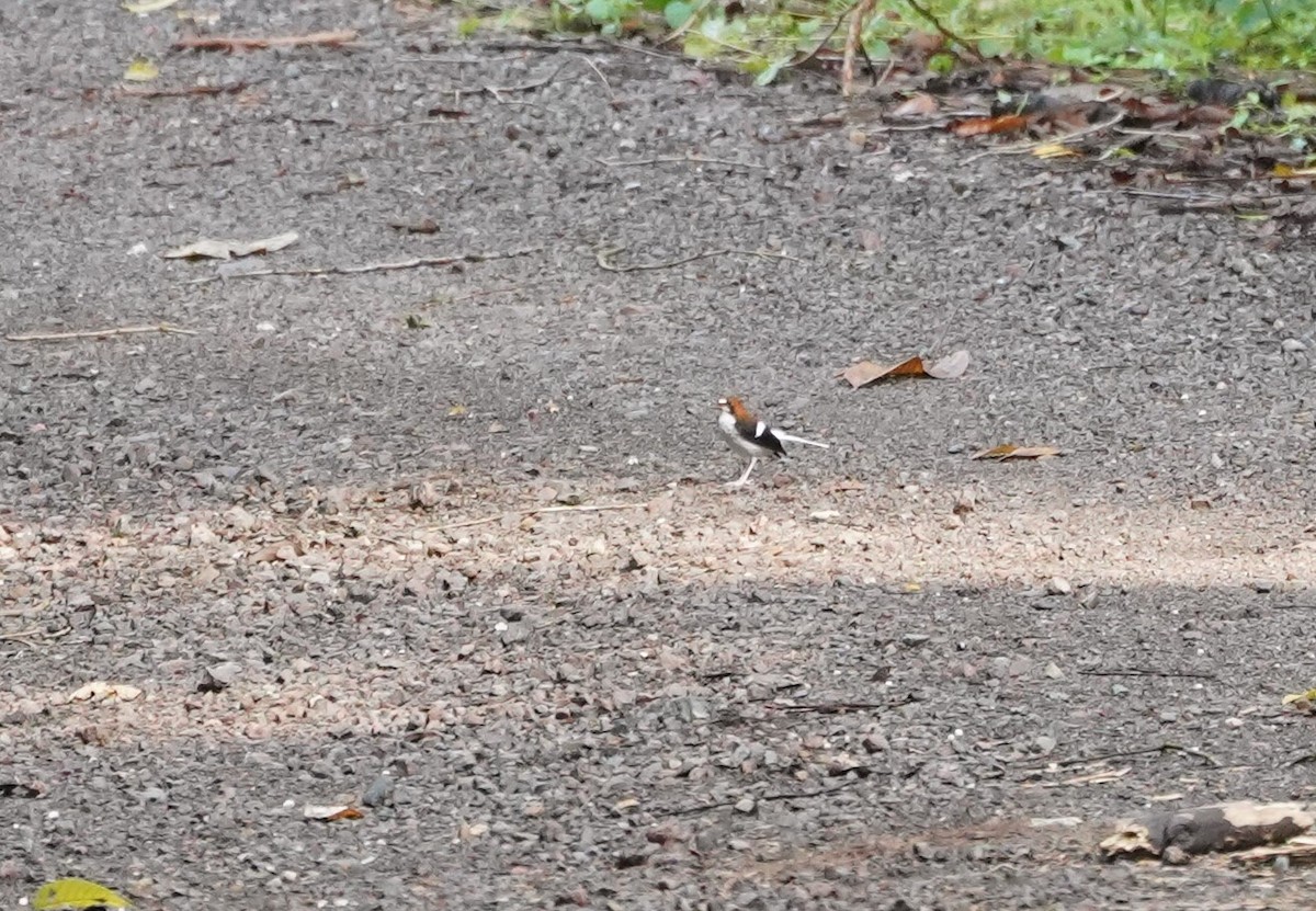 Chestnut-naped Forktail - ML623853632