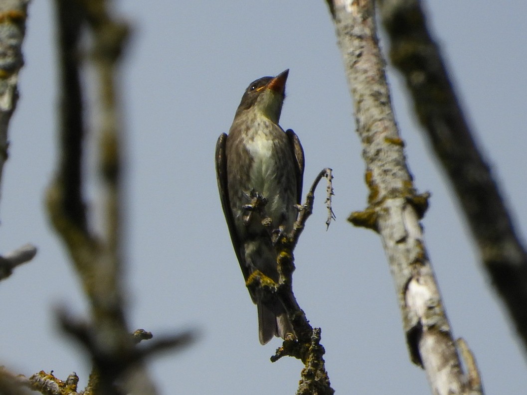 Olive-sided Flycatcher - ML623853650