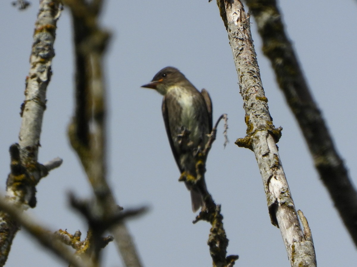 Olive-sided Flycatcher - ML623853651