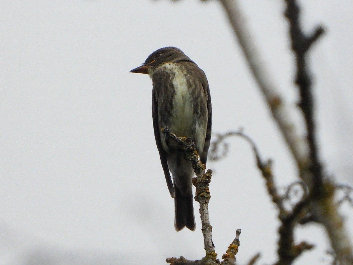 Olive-sided Flycatcher - ML623853652