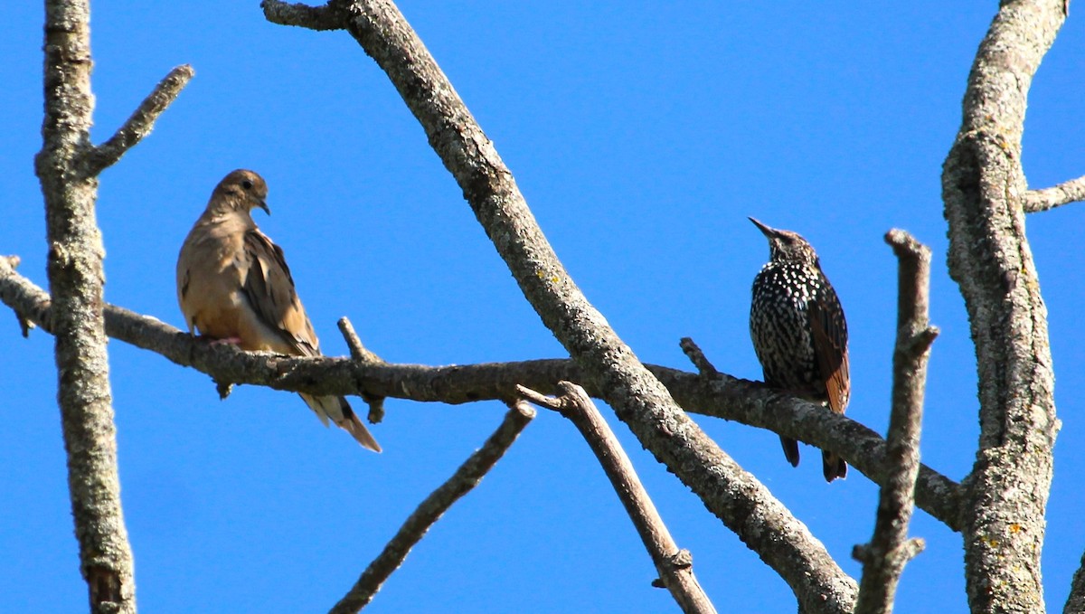 Mourning Dove - ML623853660