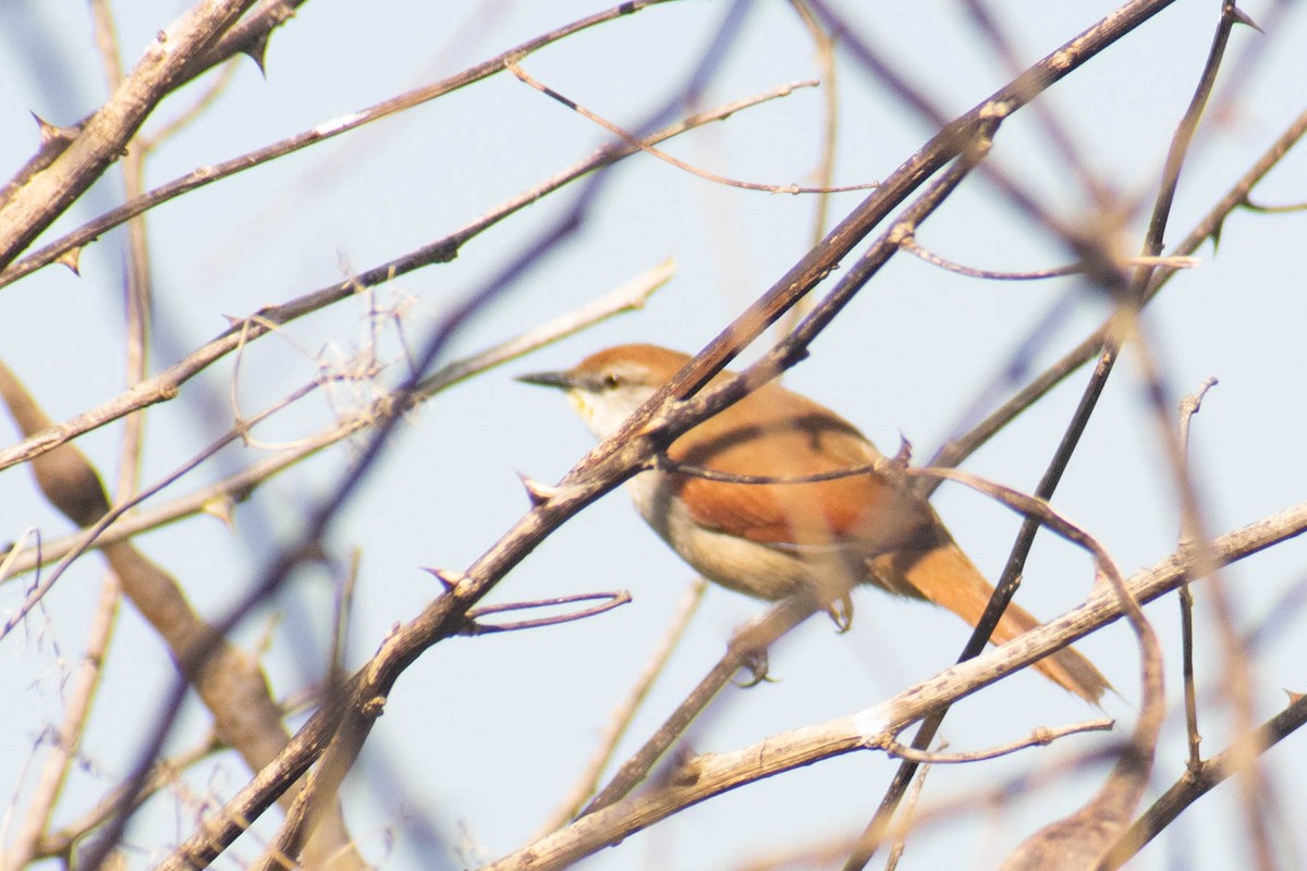 Yellow-chinned Spinetail - ML623853680