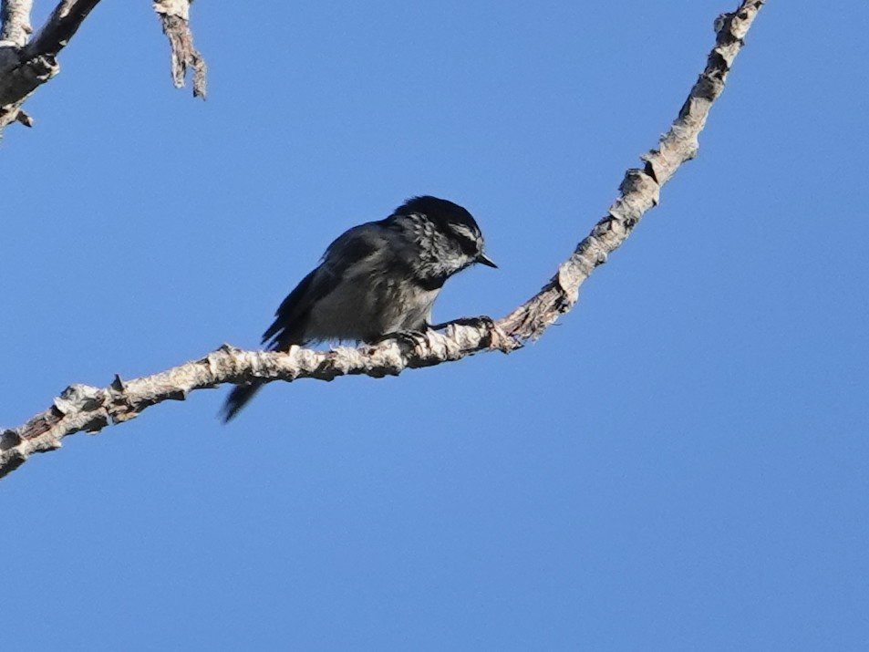 Mountain Chickadee - ML623853685