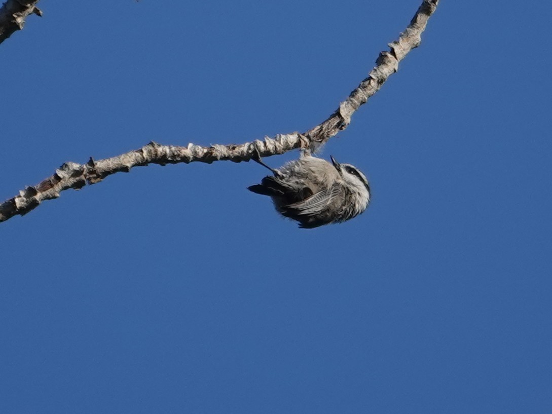 Mountain Chickadee - ML623853686