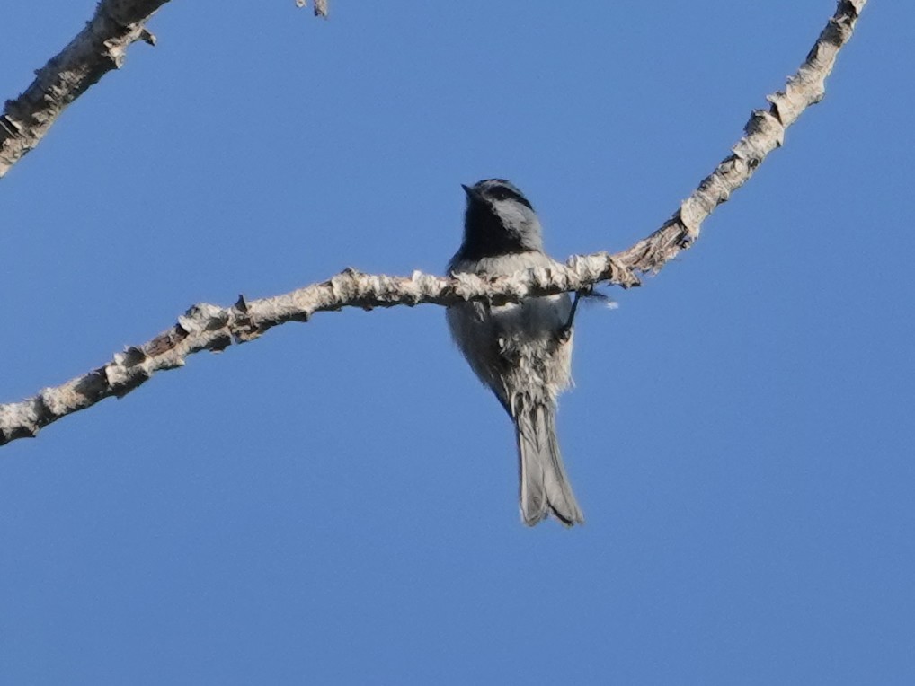 Mountain Chickadee - ML623853687