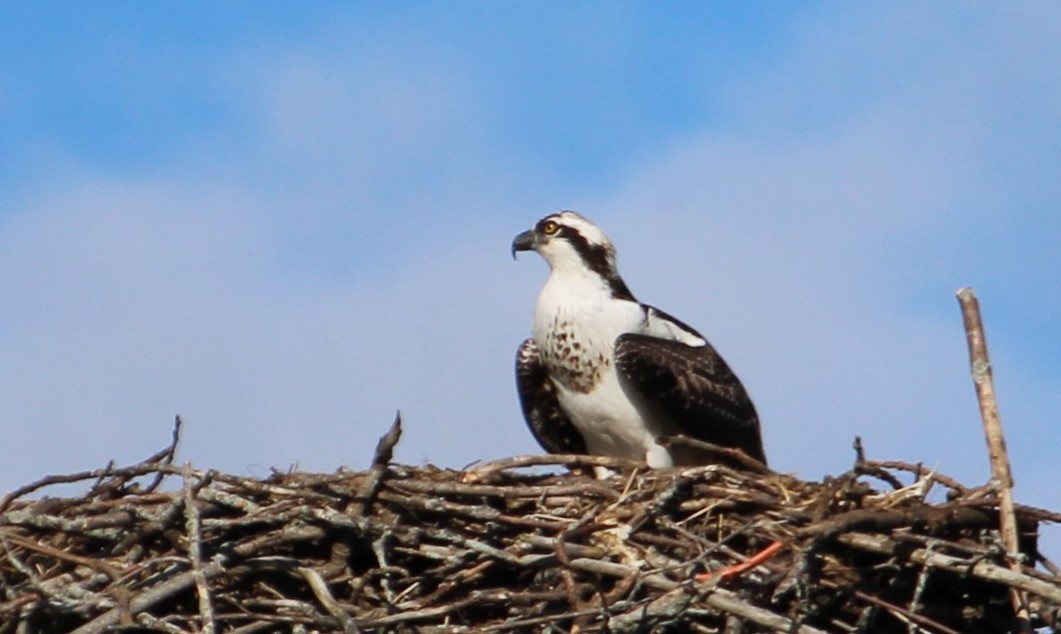 Osprey - ML623853719