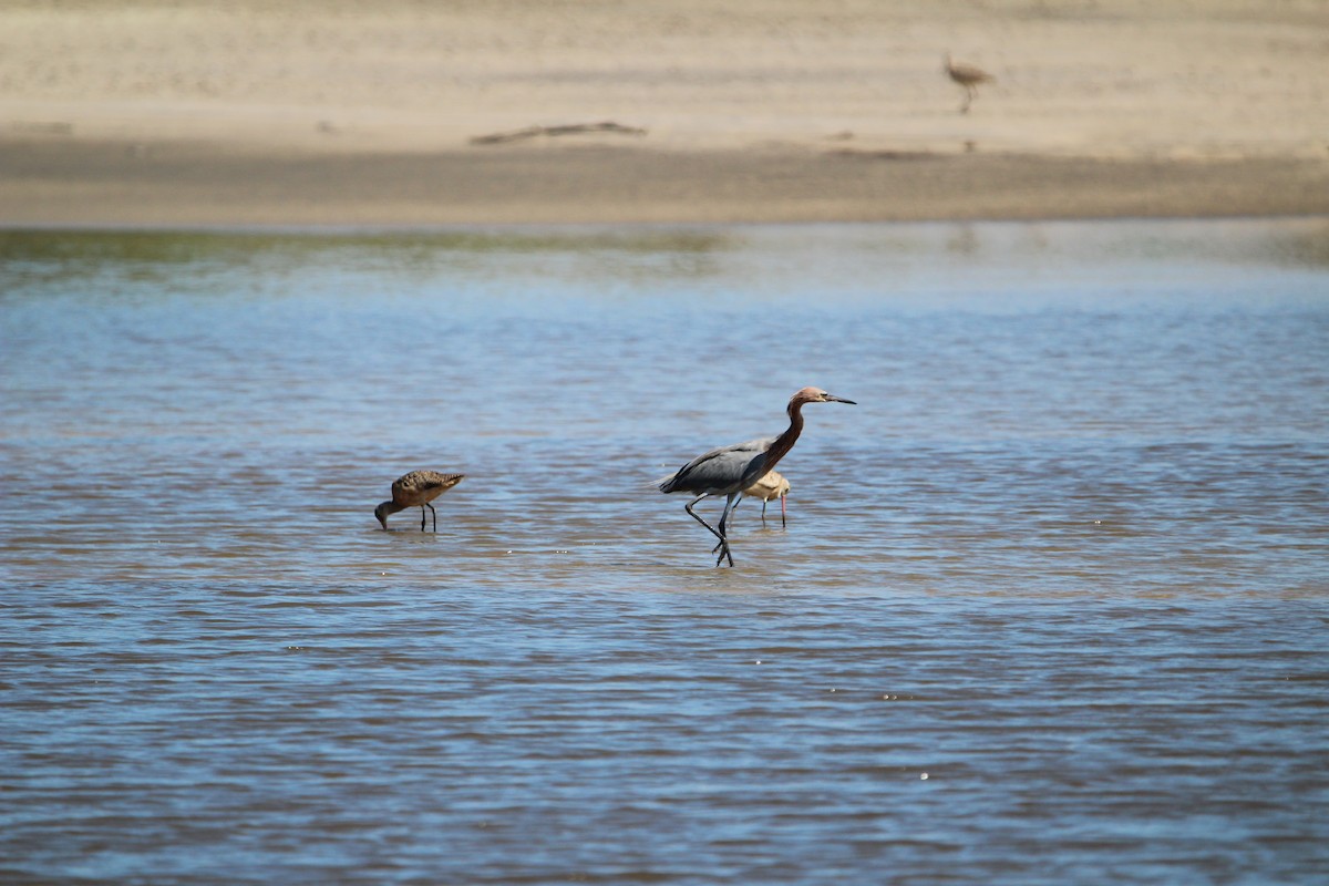 Reddish Egret - ML623853748