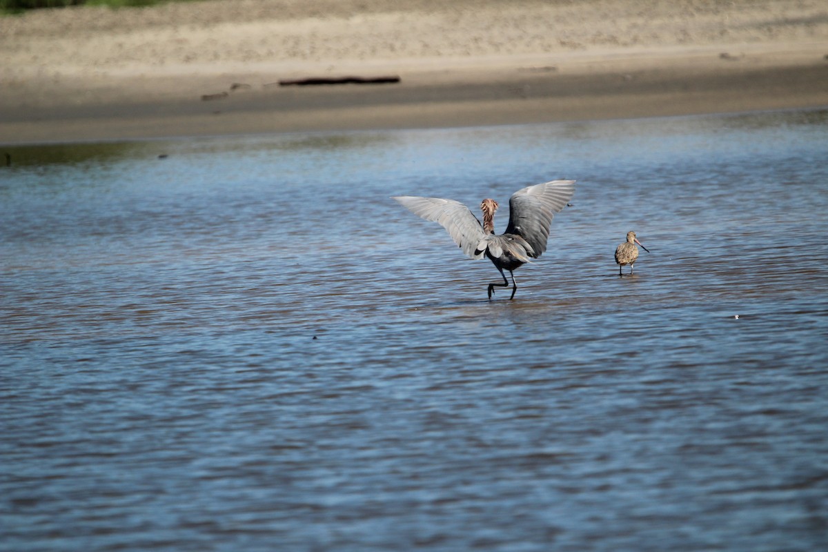 Reddish Egret - ML623853749