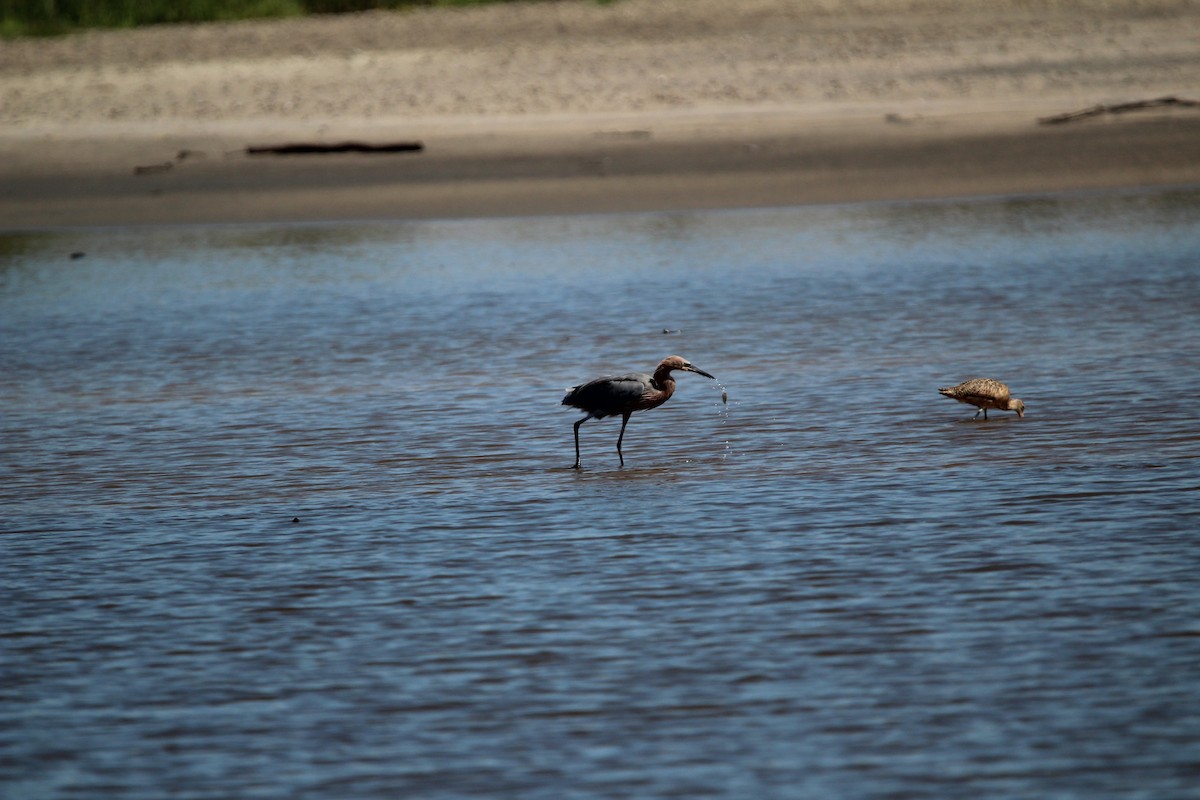 Reddish Egret - M Alexander