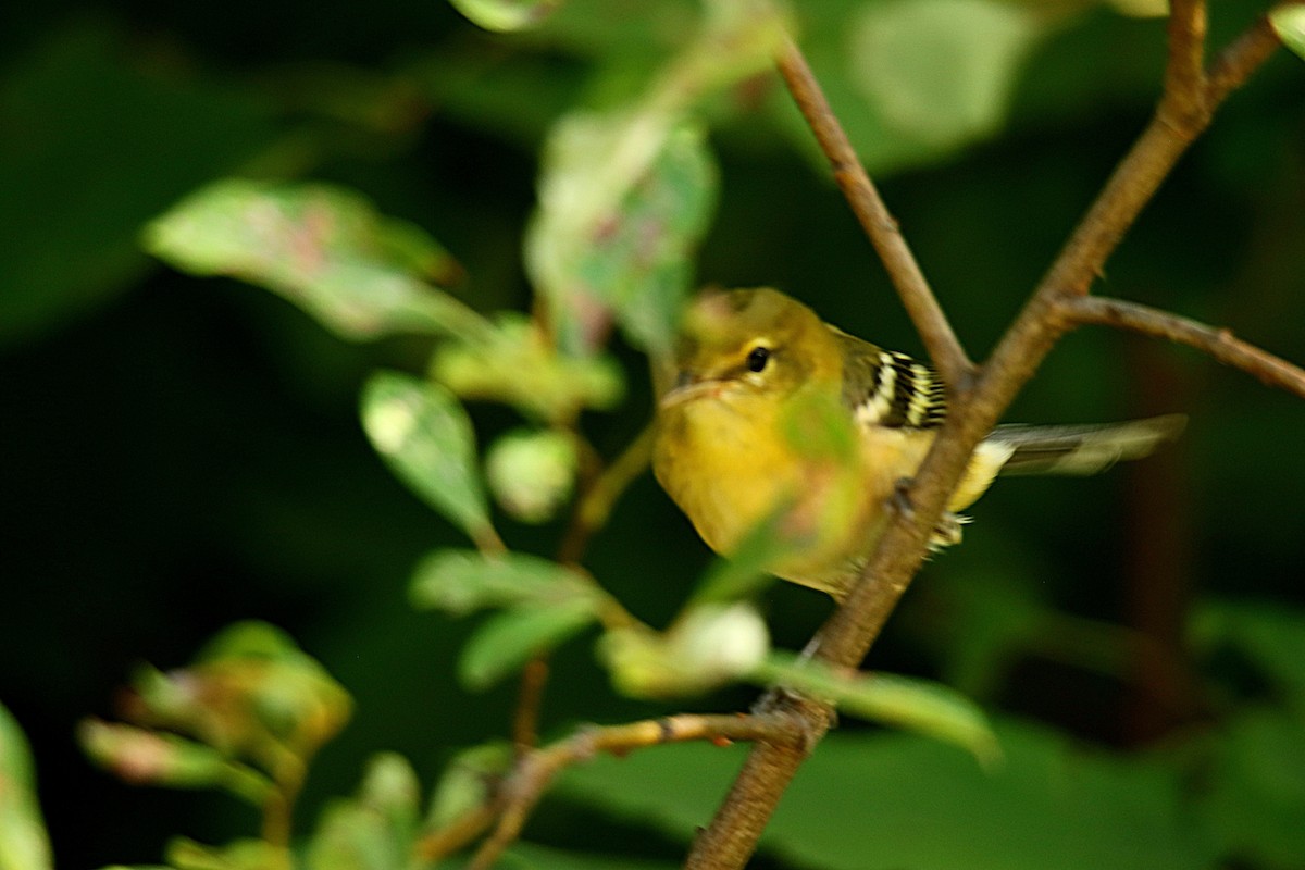 Bay-breasted Warbler - ML623853776