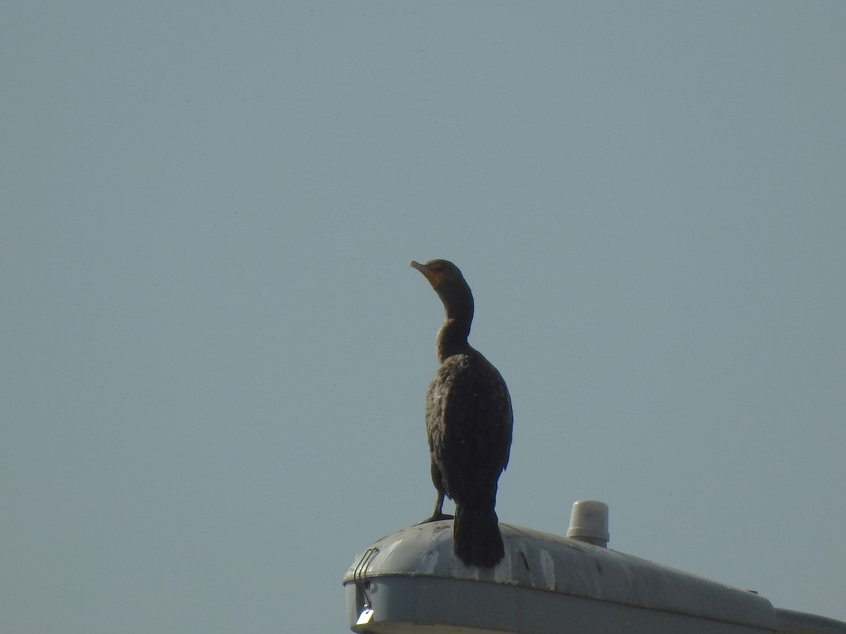 Double-crested Cormorant - ML623853795