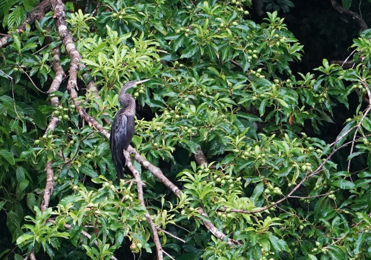 Oriental Darter - ML623853797