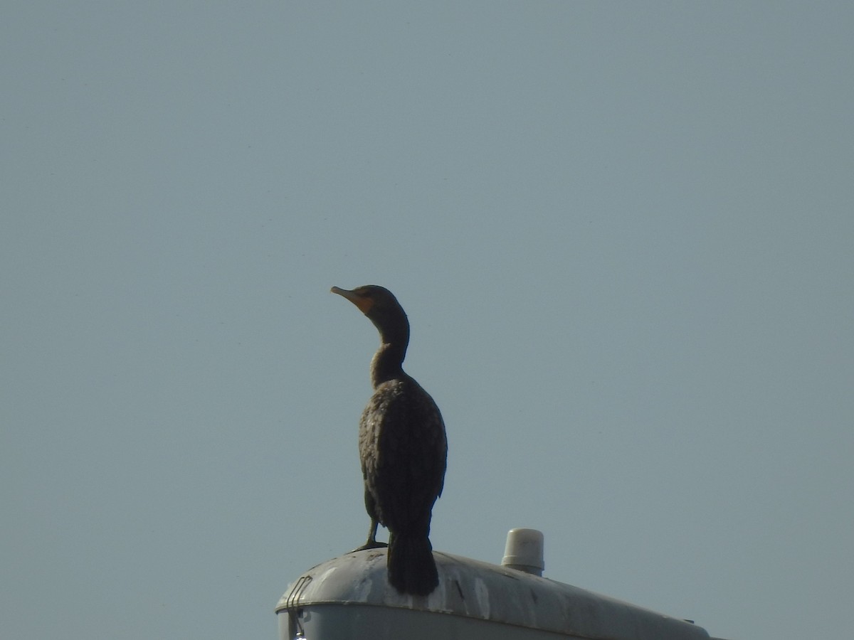 Double-crested Cormorant - T B