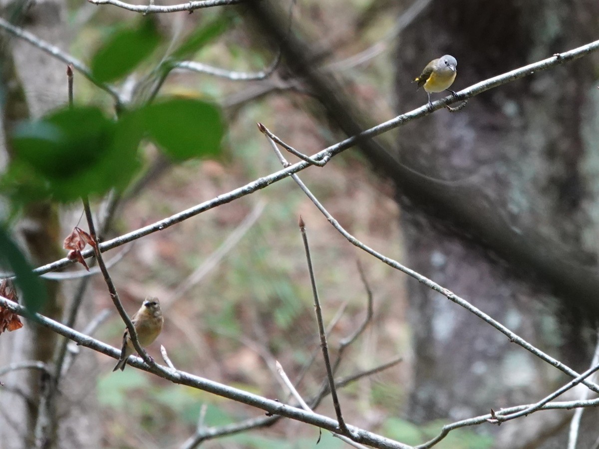 American Redstart - ML623853799