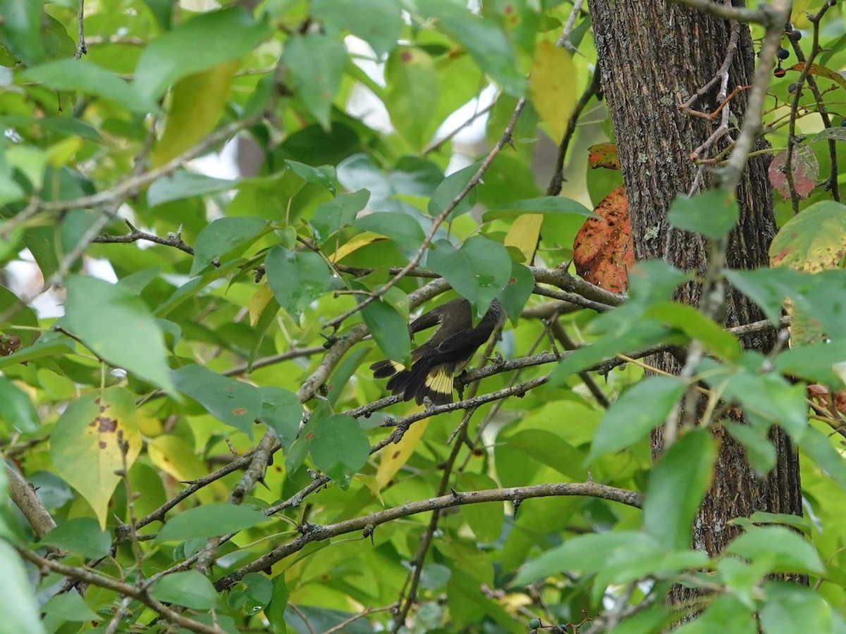 American Redstart - ML623853815