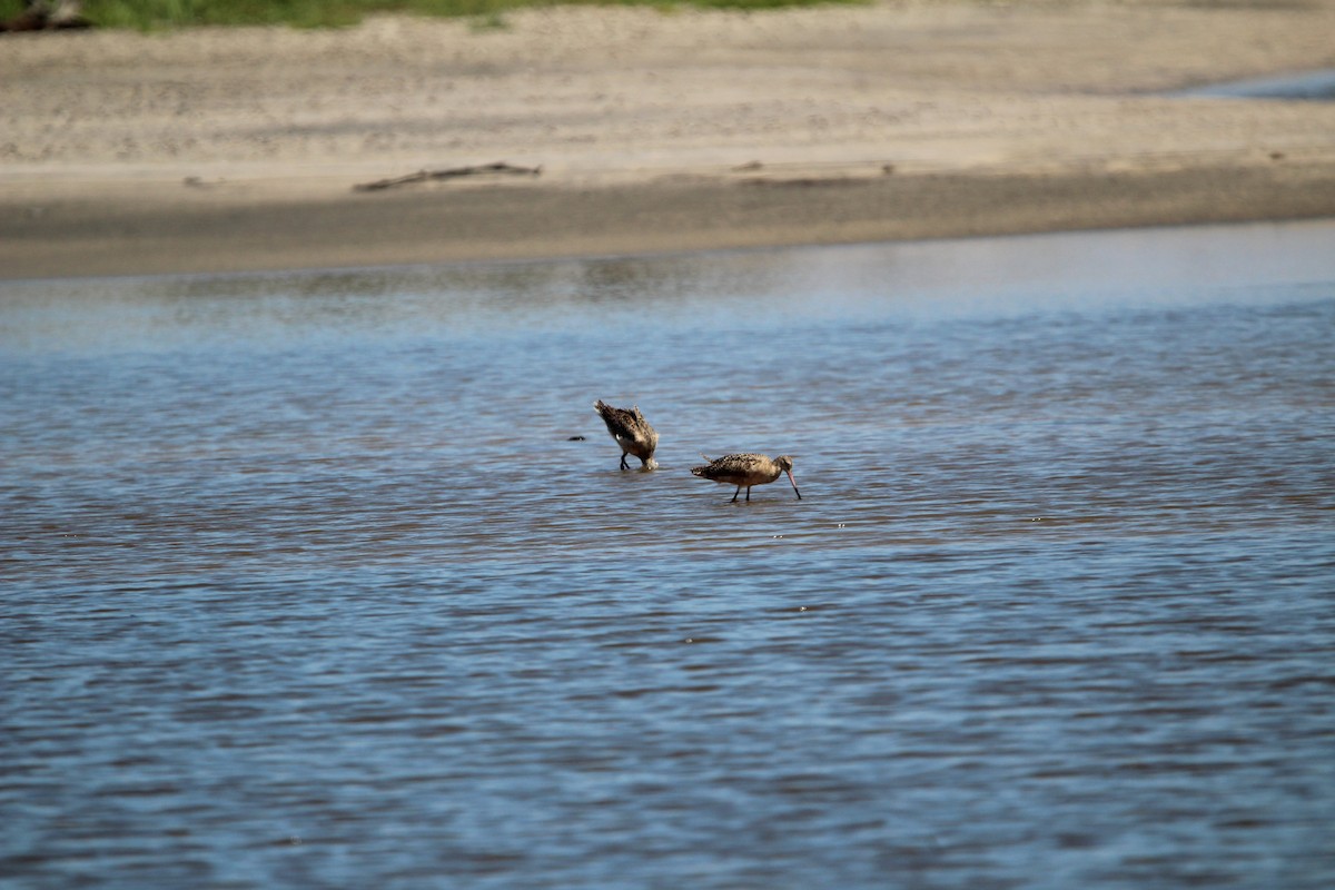 Marbled Godwit - ML623853820