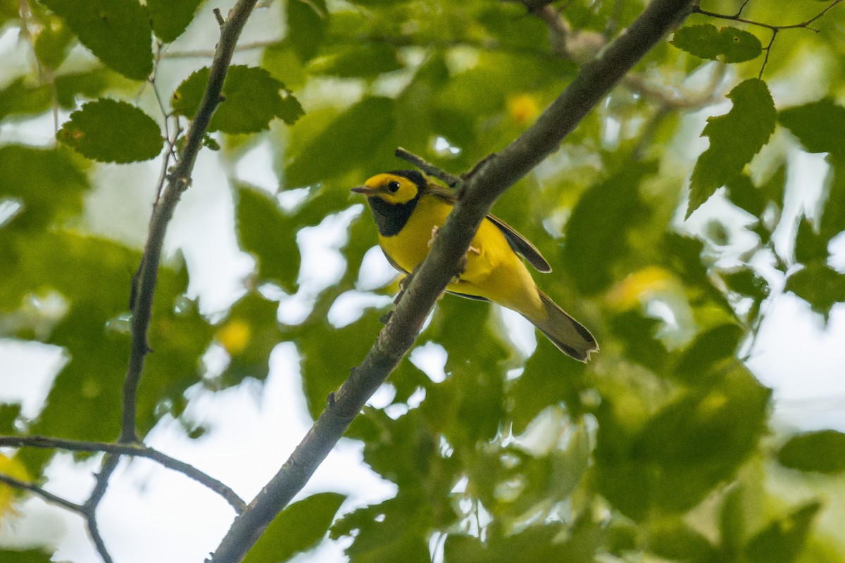 Hooded Warbler - ML623853821