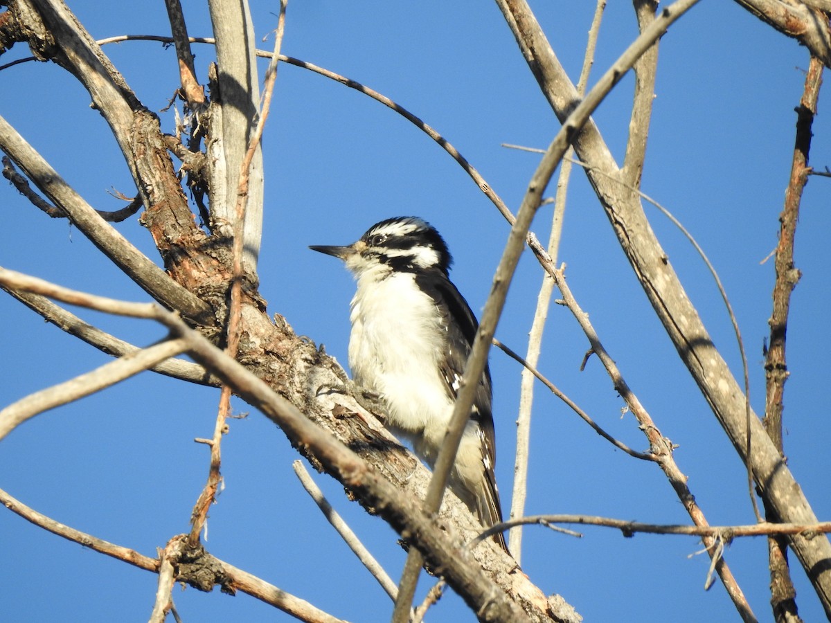 Hairy Woodpecker (Rocky Mts.) - ML623853822