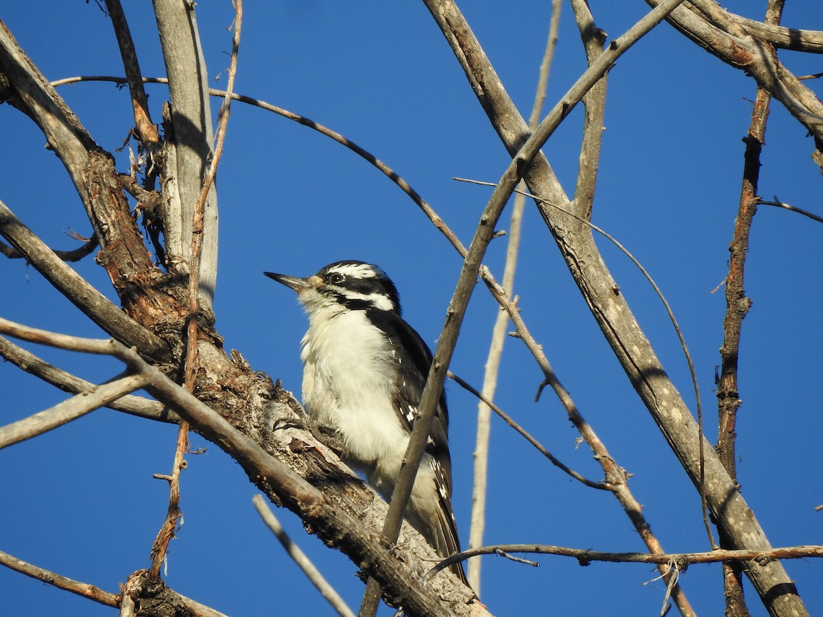 Hairy Woodpecker (Rocky Mts.) - ML623853827