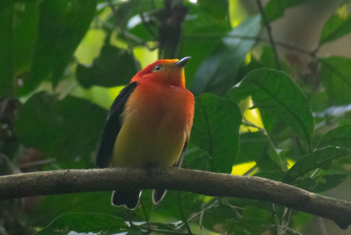 Band-tailed Manakin - ML623853837