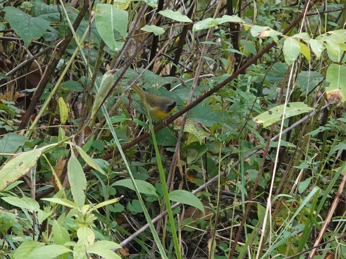 Common Yellowthroat - ML623853839