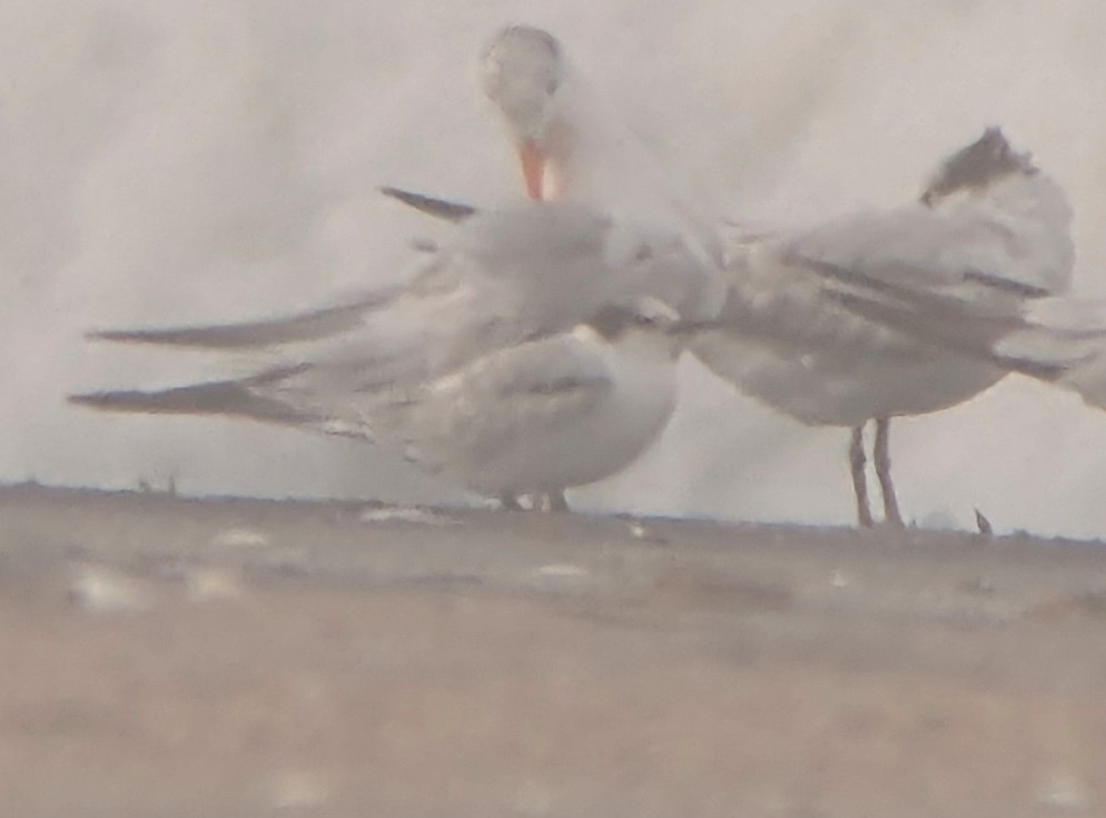 Arctic Tern - ML623853841