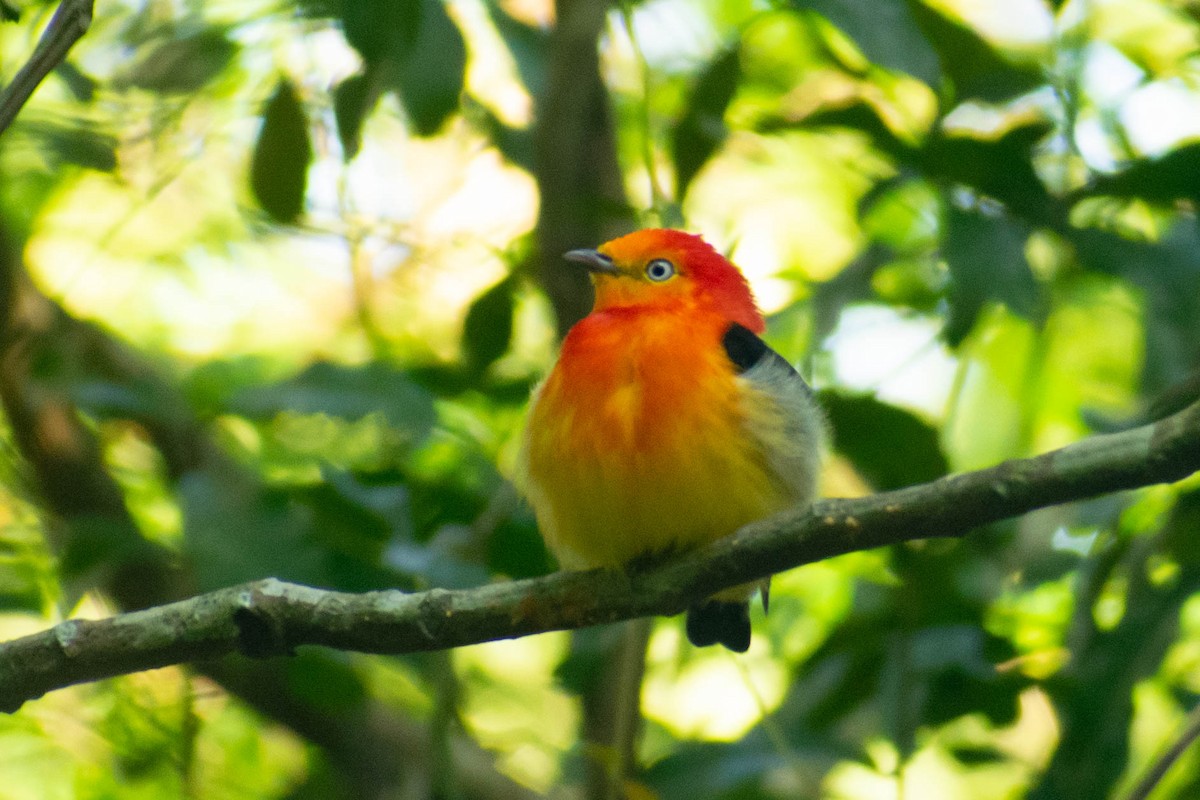 Band-tailed Manakin - ML623853861