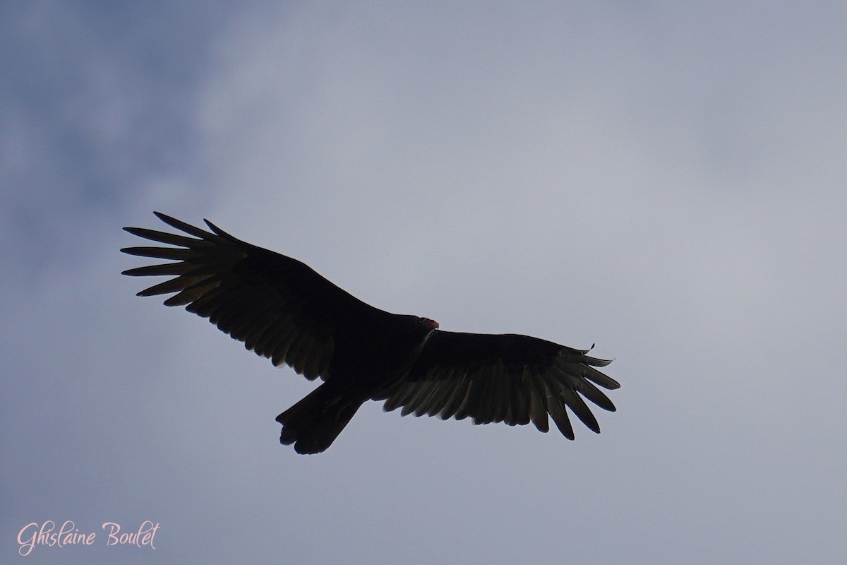 Turkey Vulture - ML623853874